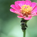 Pollen Marguerita by mzzhope