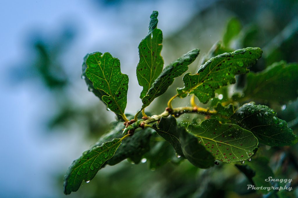 Day 211 - Oak Leaves 'n' Rain by snaggy