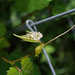 Climbing vine by houser934