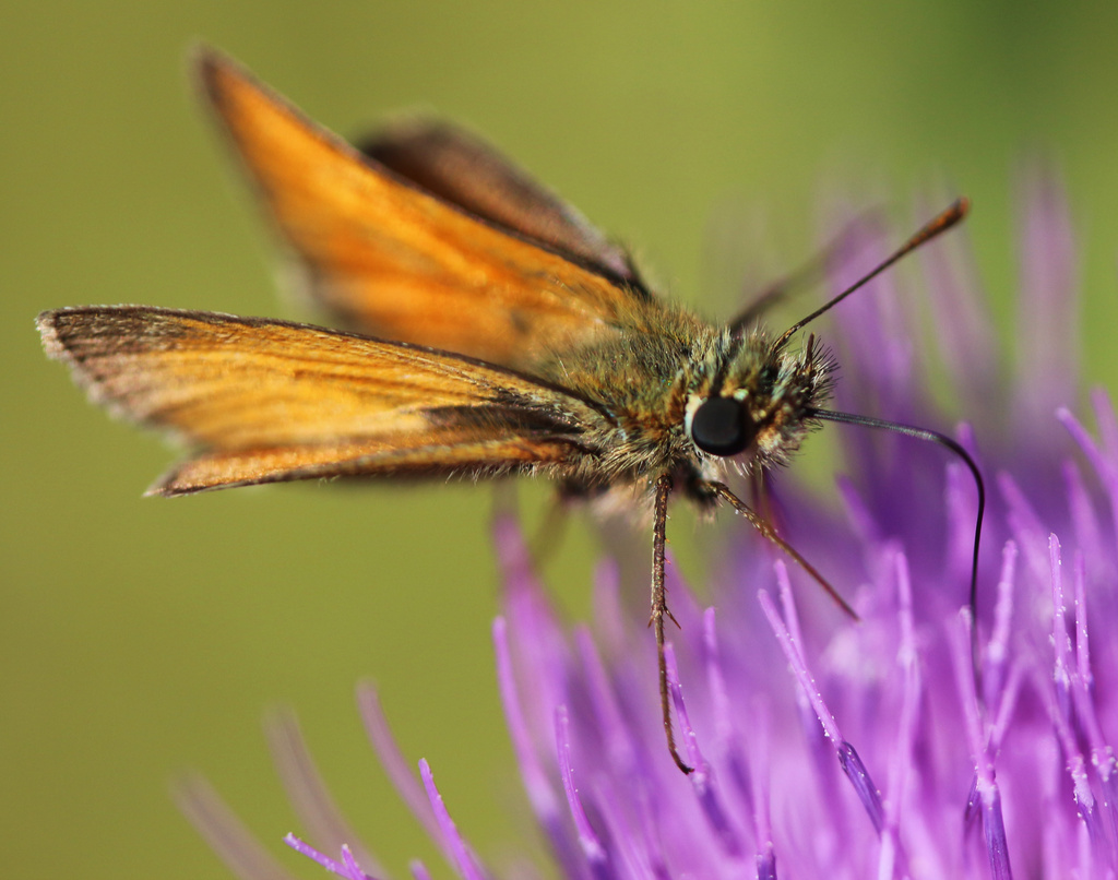 Moth or Butterfly? (sooc)  by shepherdmanswife