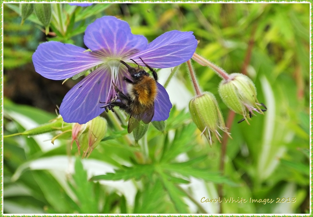 Bee And Flower by carolmw