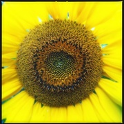 30th Jul 2013 - Sunflower II