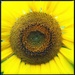 Sunflower II by mastermek