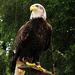 Bald Eagle by elisasaeter