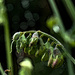 31st July 2013 Waiting to burst by pamknowler