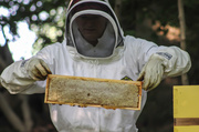 20th Jul 2013 - Harvesting Honey