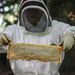 Harvesting Honey by darylo