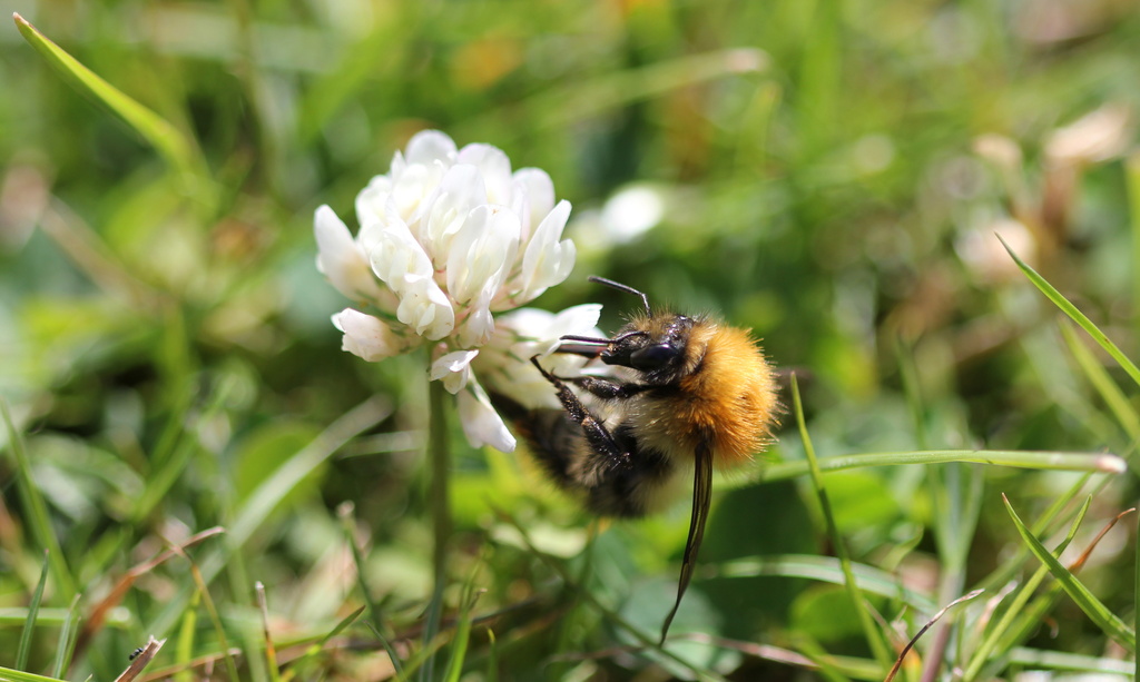 Bumble Bee on Clover by jamibann