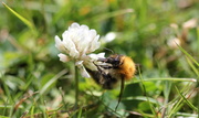 31st Jul 2013 - Bumble Bee on Clover