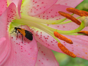 28th Jul 2013 - Lily Visitor