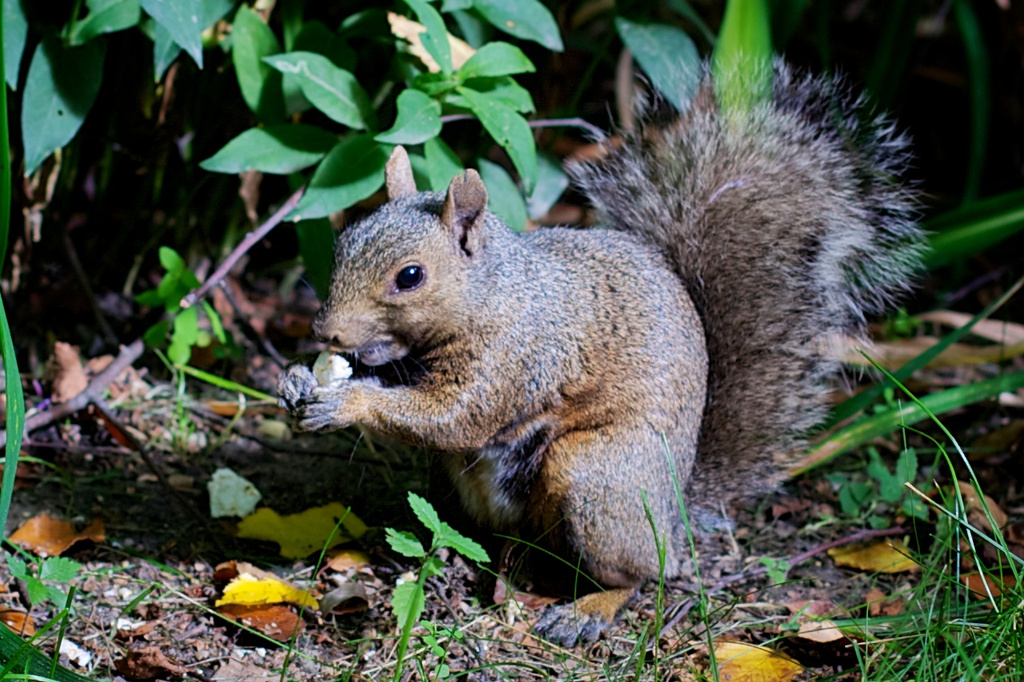 Do squirrels eat rice cakes? by jyokota