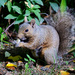 Do squirrels eat rice cakes? by jyokota