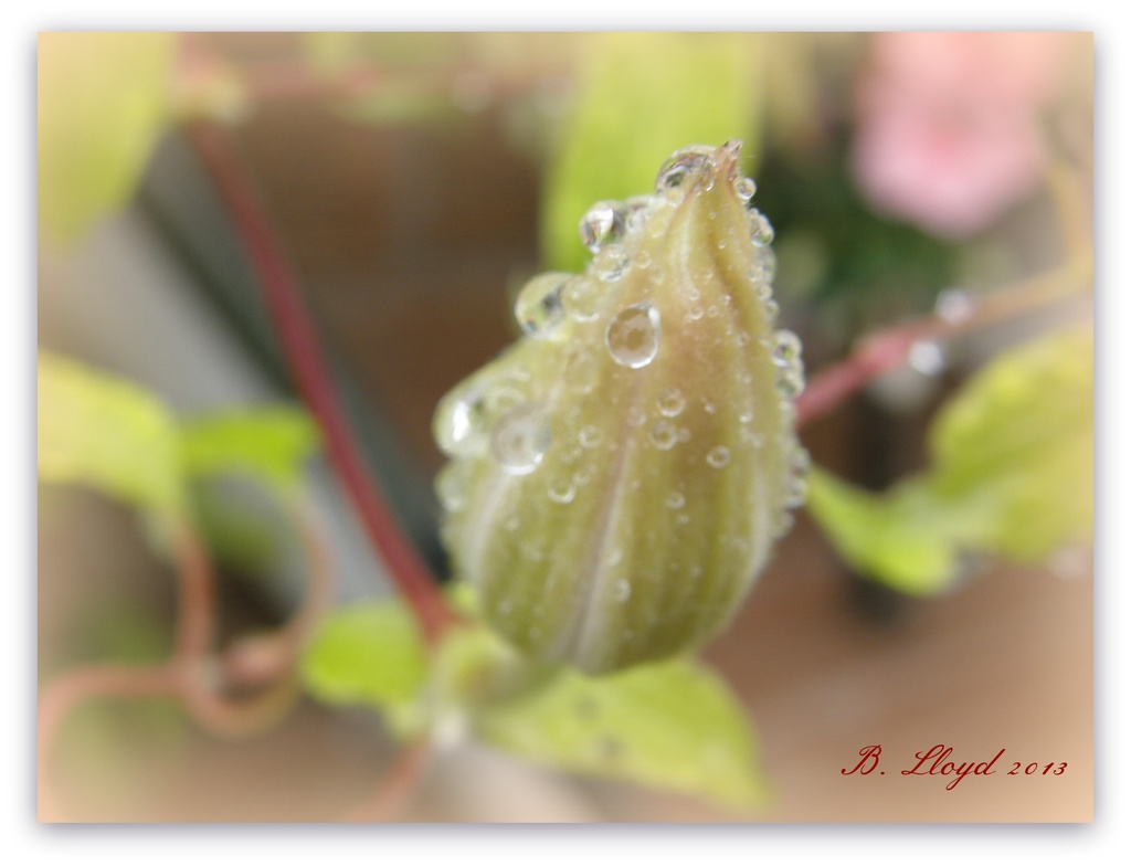 raindrops on clematis bud  by beryl
