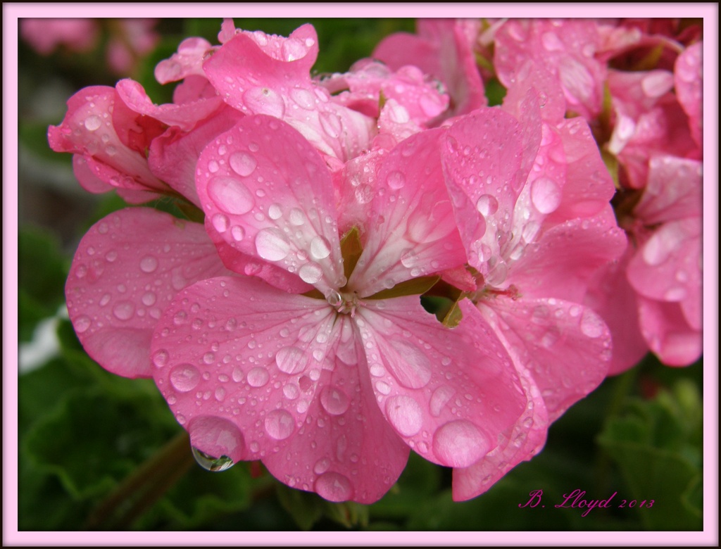 raindrops on geranium  by beryl