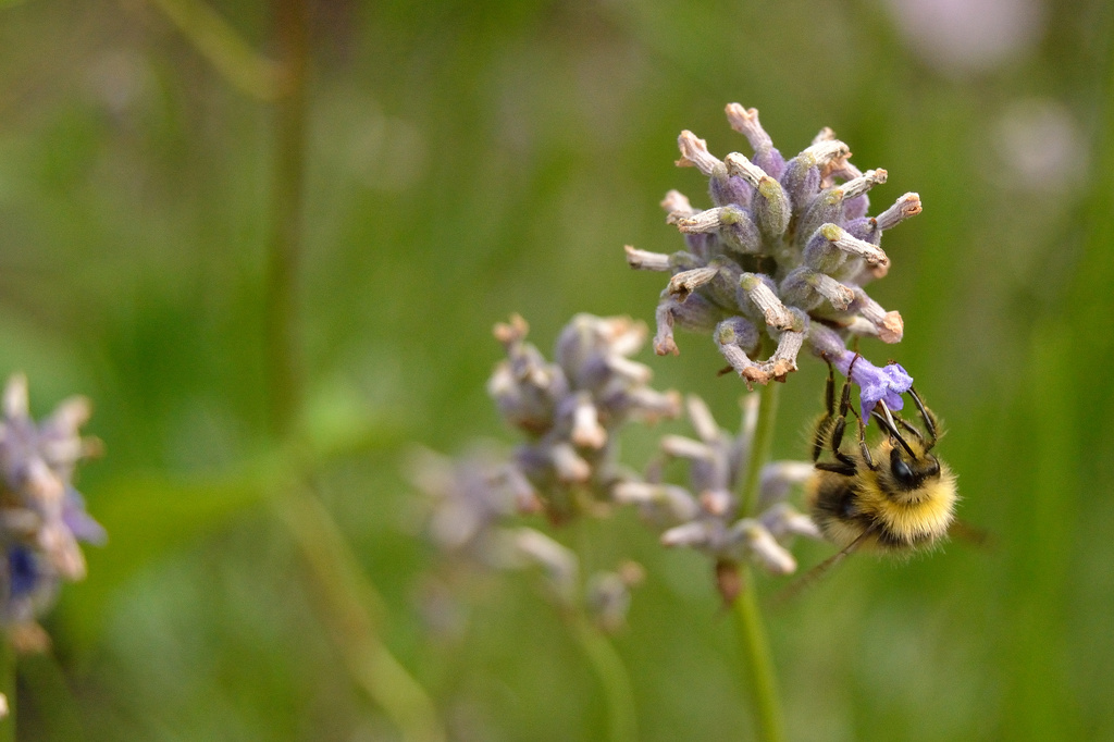 Bee by richardcreese