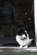 31st Jul 2013 - Tobermory Cat