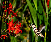 31st Jul 2013 - Zebra Striped Hummer