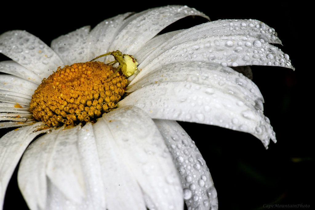 Sated Sitting On a Daisy in the Rain by jgpittenger