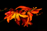 31st Jul 2013 - Macro Crocosmia