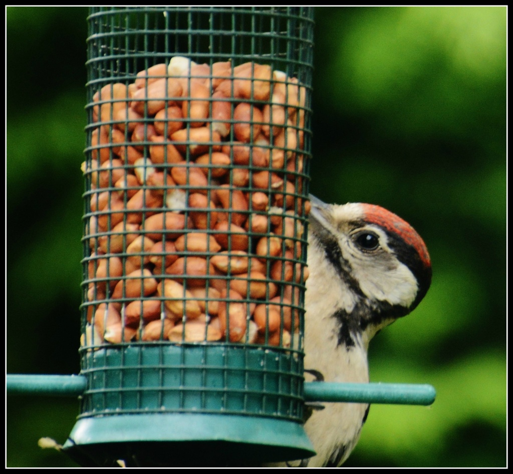 Another one to share the feeder by rosiekind