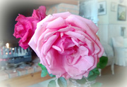 31st Jul 2013 - Roses