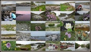 31st Jul 2013 - Froya Island, Norway