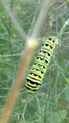 31st Jul 2013 - eastern black swallowtail caterpillar