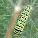 eastern black swallowtail caterpillar by wiesnerbeth