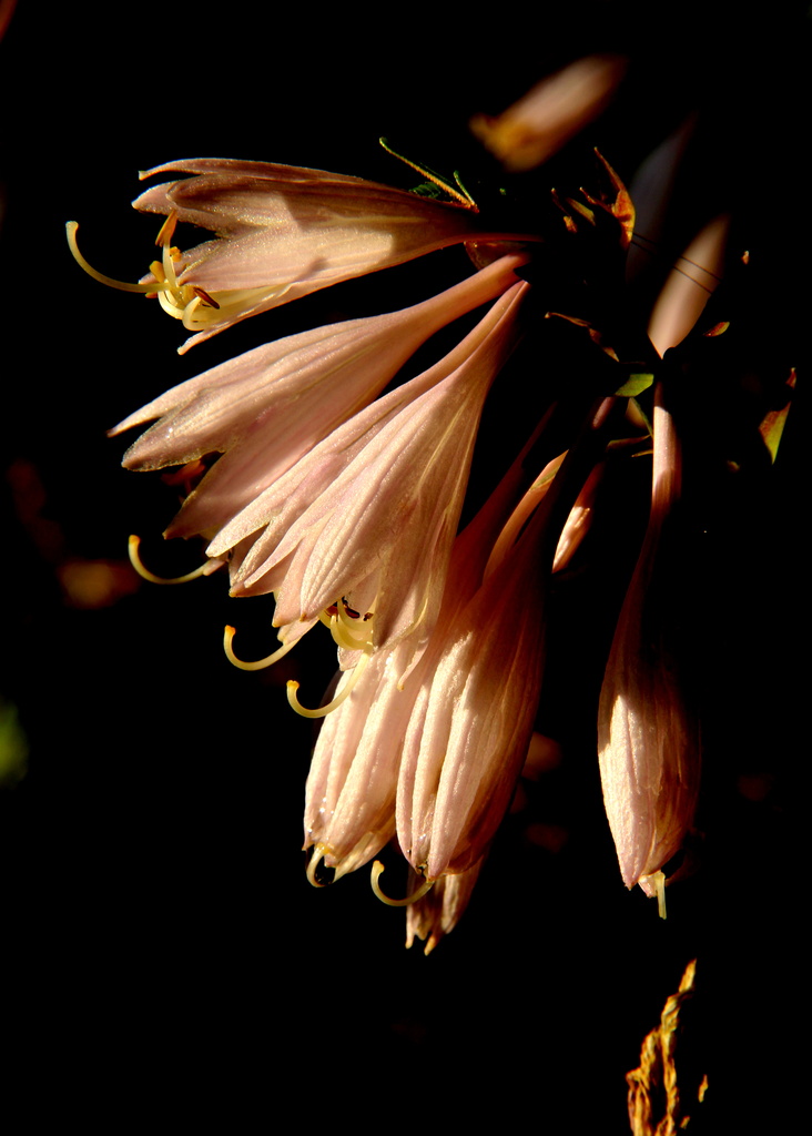 Hosta during the Golden Hour by calm