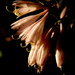 Hosta during the Golden Hour by calm