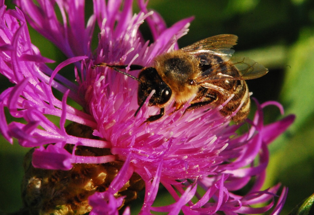 Bee on Aster by farmreporter