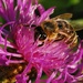 Bee on Aster by farmreporter