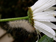 31st Jul 2013 - Hairy Caterpillar and Teeny Worm