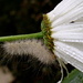 Hairy Caterpillar and Teeny Worm by princessleia