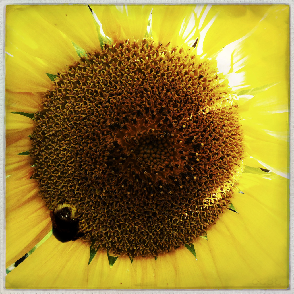 Sunflower IV by mastermek