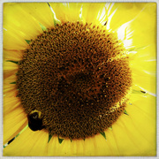 1st Aug 2013 - Sunflower IV