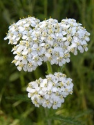 26th Jul 2013 - Yarrow