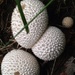 mushrooms by wiesnerbeth