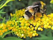 1st Aug 2013 - golden stripey bee on golden rod.........
