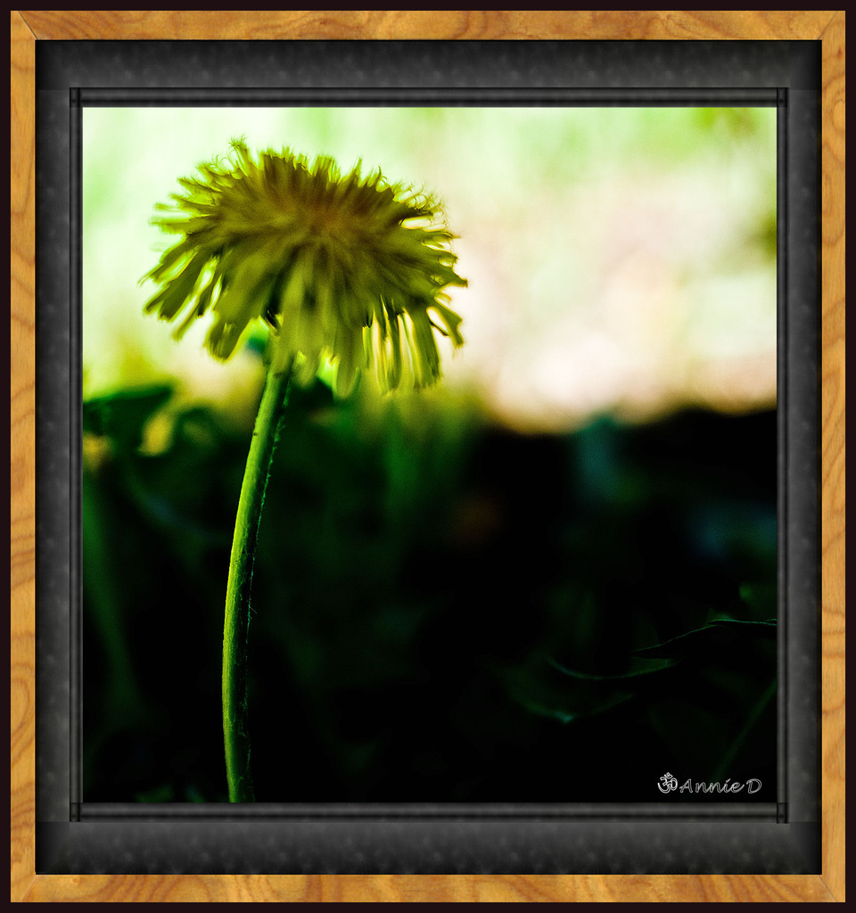 From One Dandelion to the Next by annied