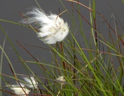 27th Jul 2013 - Cotton Grass