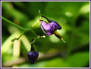 1st Aug 2013 - Deadly nightshade now identified as Woody Nightshade