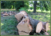 1st Aug 2013 - Not just a pile of wood!