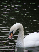 18th Jul 2013 - Angry swan