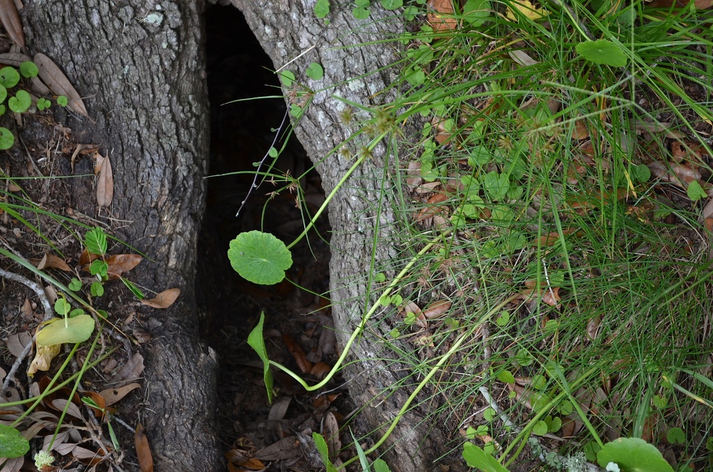 Secret passageway by congaree