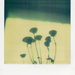 dead plant by ingrid2101