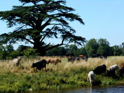 1st Aug 2013 - Cattle drinking from the river.......
