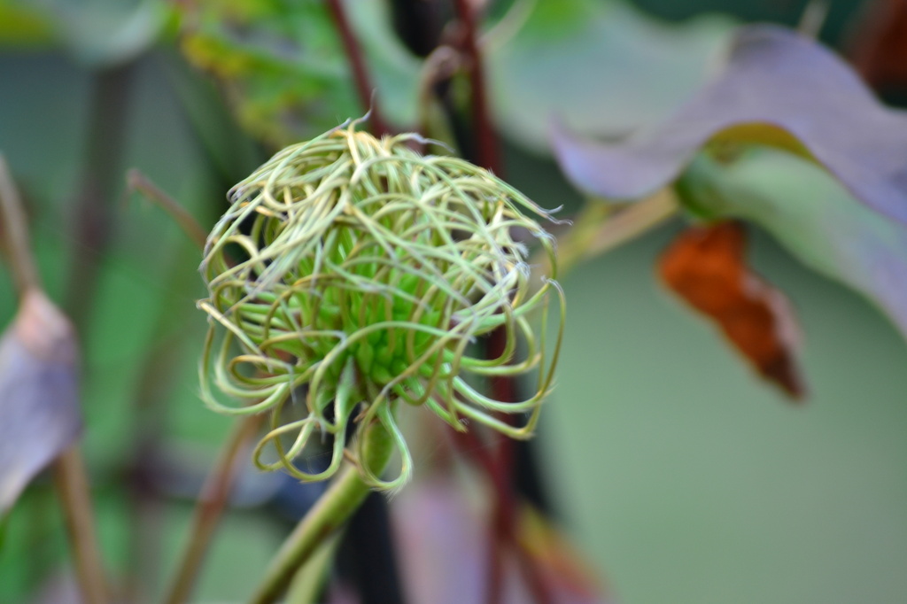 Clematis Seed Head by ziggy77