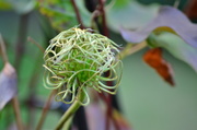 1st Aug 2013 - Clematis Seed Head