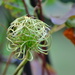 Clematis Seed Head by ziggy77
